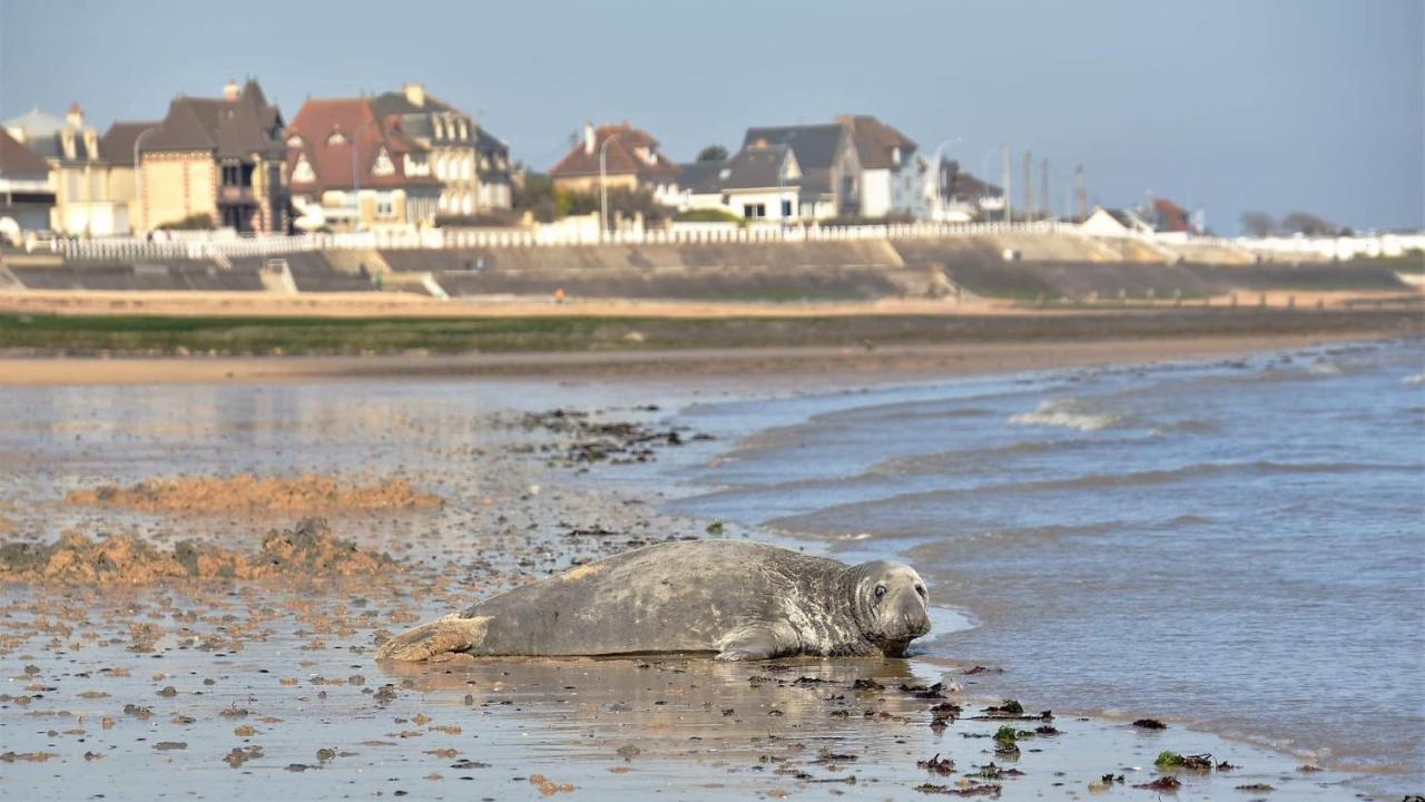 L'Appart' Du Bord De Mer 150M De La Plage Lion-sur-Mer Kültér fotó